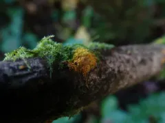Phlebia subceracea thumbnail 1