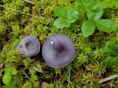 Entoloma indigoferum thumbnail 2