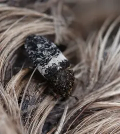 Dermestes fasciatus thumbnail 1
