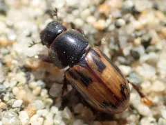 Chilothorax distinctus thumbnail 2
