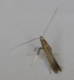 Caloptilia hypericella thumbnail 4
