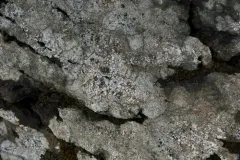 Diplotomma alboatrum thumbnail 3