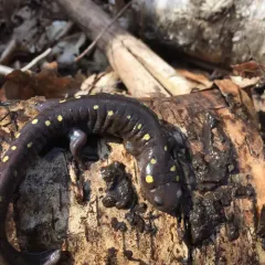 Spotted Salamander thumbnail 5