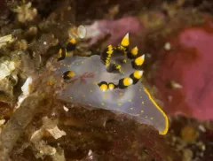 Three-color Polycera thumbnail 3
