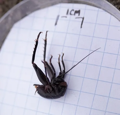 Robust Camel Cricket