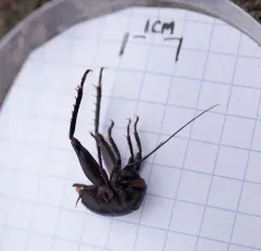 Robust Camel Cricket thumbnail 1