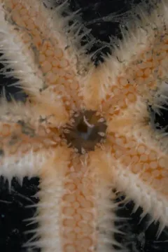 Sagenaster evermanni thumbnail 2