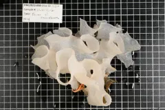 Farrea omniclavata thumbnail 1