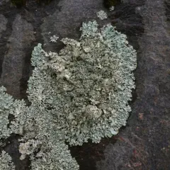 Plitt's Rock Shield thumbnail 3