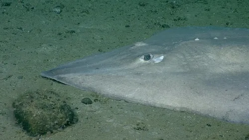 Abyssal Skate