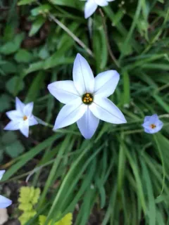 Spring starflower thumbnail 2