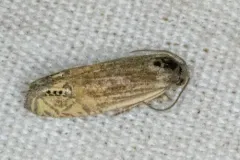 Eucosma autumnana thumbnail 3