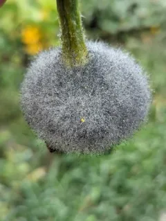 grey fruit mould thumbnail 2