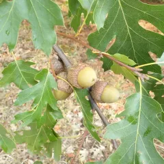California black oak thumbnail 3