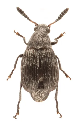 Acanthoscelides perforatus