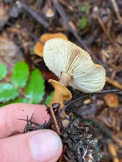 Pearly Powdercap thumbnail 4