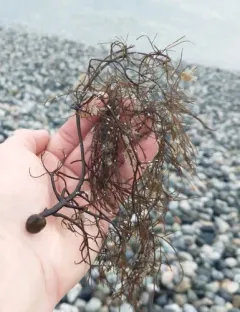 stringy acid kelp thumbnail 3