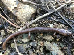 Scott Bar Salamander thumbnail 4