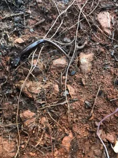 Siskiyou Mountains Salamander thumbnail 2
