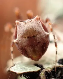 Ero tuberculata thumbnail 2