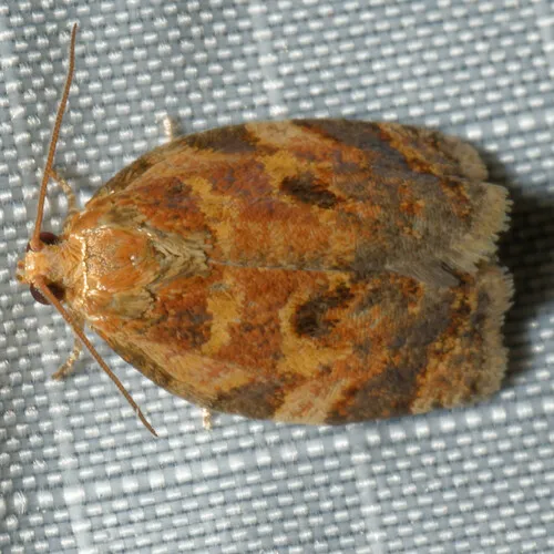 Oak Webworm Moth