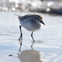 White-rumped Sandpiper thumbnail 3