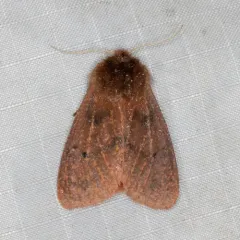 Large Ruby Tiger Moth thumbnail 4