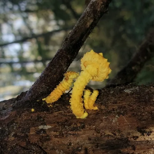 flaming scalycap