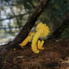 flaming scalycap thumbnail 1