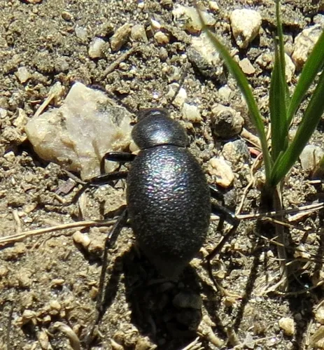 Eleodes corvina