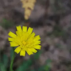 smooth hawkweed thumbnail 4