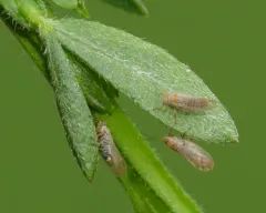 Broom psyllid thumbnail 3