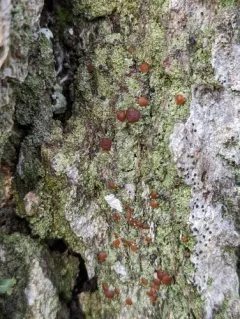 Frosty-rimmed Dot Lichen thumbnail 2