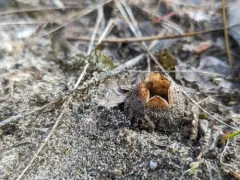 Geopora arenicola thumbnail 2