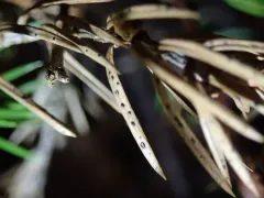juniper split thumbnail 3