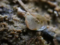 Giant Northern Peaclam thumbnail 2
