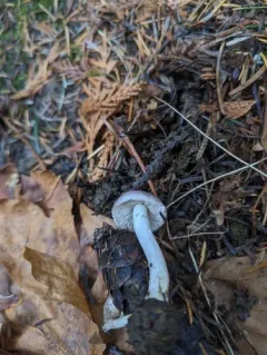 Inocybe ionocephala thumbnail 2