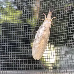Summer Fishfly thumbnail 3