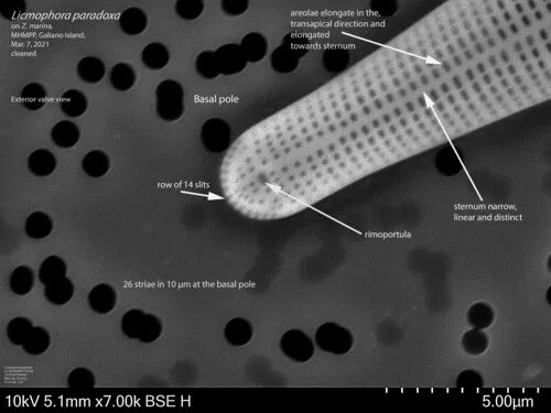 Licmophora paradoxa