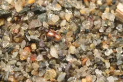 Anthicus scabriceps thumbnail 2