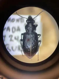 Blethisa oregonensis thumbnail 3