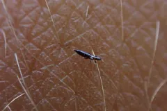 Rhipidothrips brunneus thumbnail 3