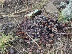 Umtanum Desert Buckwheat thumbnail 3