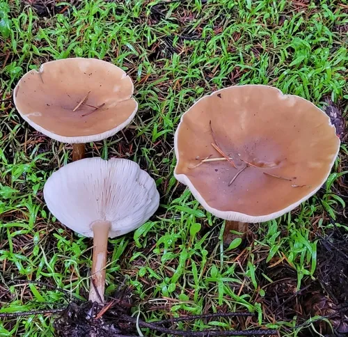 Melanoleuca eccentrica