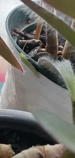 Banana Cockroach thumbnail 2
