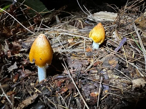 Pseudosperma curreyi