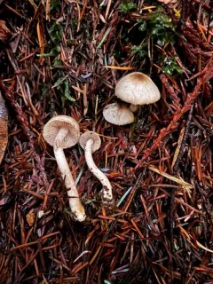 Inocybe fuscodisca thumbnail 3