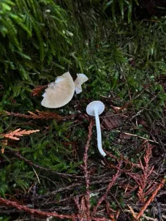 Hygrophorus odoratus thumbnail 1