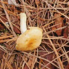 yellow-centered waxy cap thumbnail 3