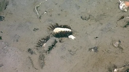 Acharax johnsoni